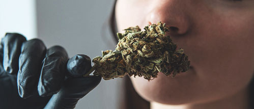 Top 7 Cannabis Strains with the Strongest Weed Smell