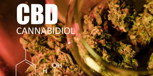 Buying or Smoking CBD Weed? Everything You Need to Know