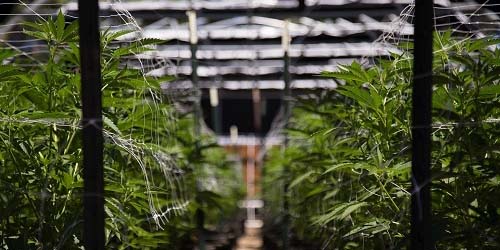 These Weed Seeds Are Specially for Indoor Cultivation