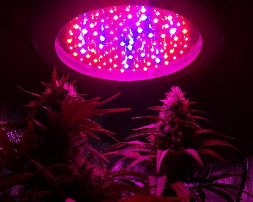 Løsne Diskurs Frosset LED Grow Lamp for Cannabis - Pros and Cons