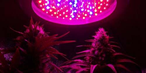LED Grow Lamp for Cannabis - Pros and Cons