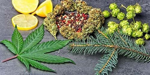 Effects of Weed: What can Weed Do to you?