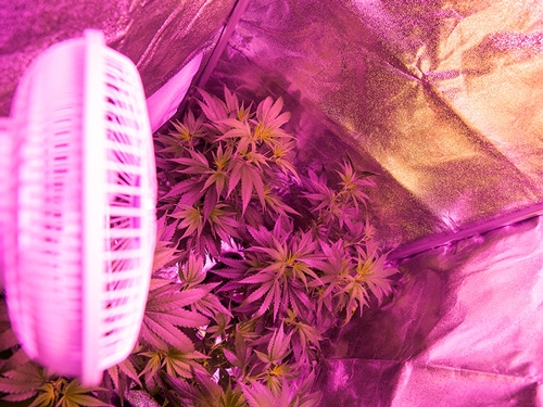 sortere sådan Forsømme Weed under Grow Light - How strong should the lights be?