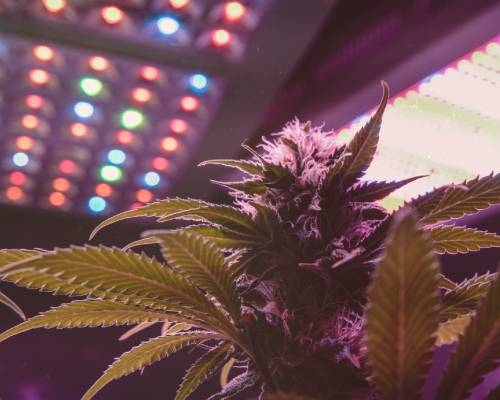 Best LED Grow Lights for your plants - Amsterdam Grow Light®️