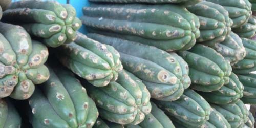 Mescaline Cacti - How do you use Peyote and San Pedro?