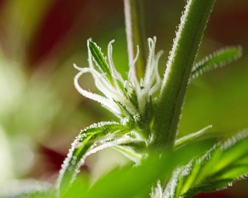 begin flowering phase cannabis