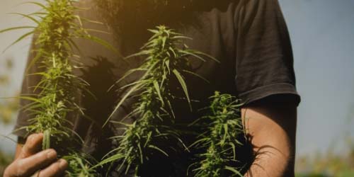 Growing Cannabis Top 10: The best Supplies & Accessories