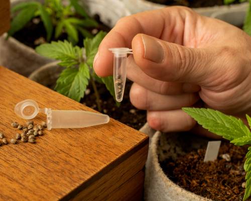 best medical cannabis seeds