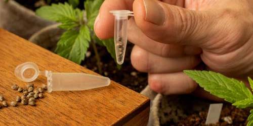 The 5 Best Cannabis Seeds for Medical Cannabis Growing