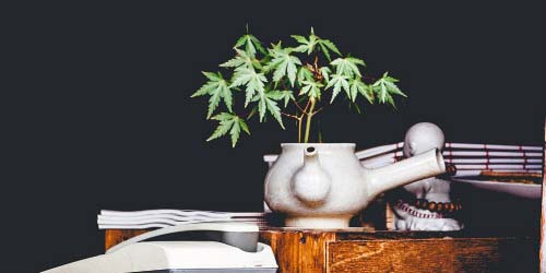 Cultivating Weed Autoflowers: Myths, Advantages and Key Points to Consider