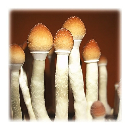 Dutch Headshop Blog Magic Mushroom Grow Kit Cultivate Your Own