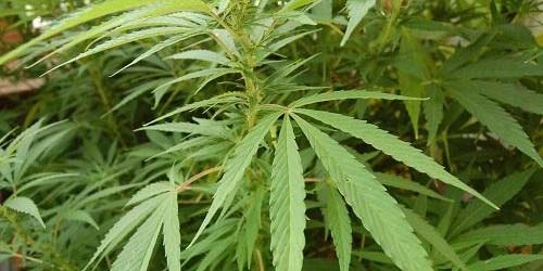 Growing Cannabis for Beginners in 8 Simple Steps