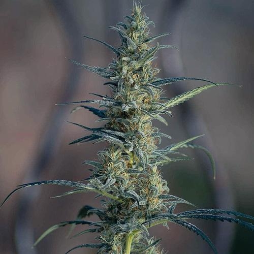 Candida CD-1 from Medical Marijuana Genetics weed plant