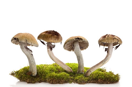 shrooms on moss