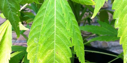 Leaf Problems with cannabis plants Part 4: Which Weed Plant Feed is the Solution