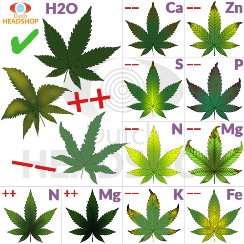 cannabis leaf problems