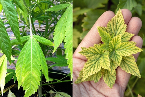 cannabis leaf problems