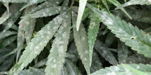 Mildew on Weed? Fight back if you See it!