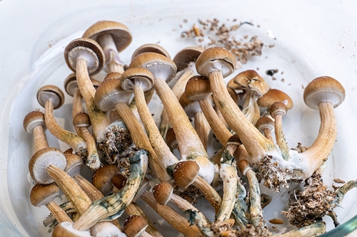 Psilocybe aurumescens