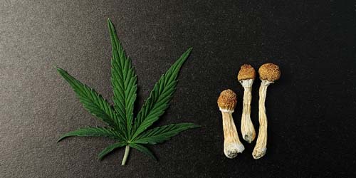 High vs Stoned: Significado e Diferença