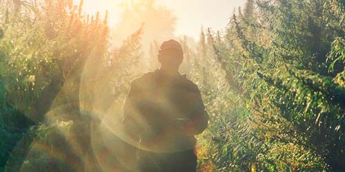 All about Skunk, Kush, Haze and other Hybrid Weed strains