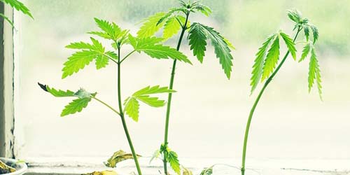 Cannabis in the windowsill