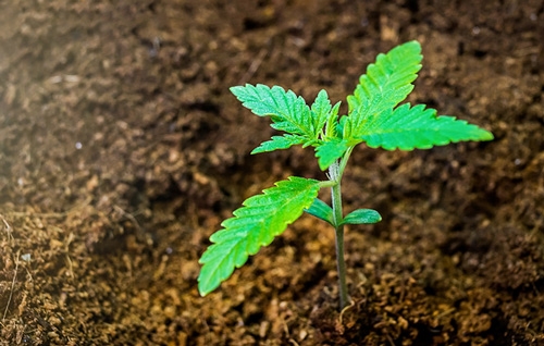 young cannabis plant