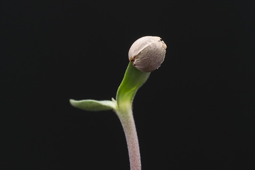 cannabis seedling sprouting from seed