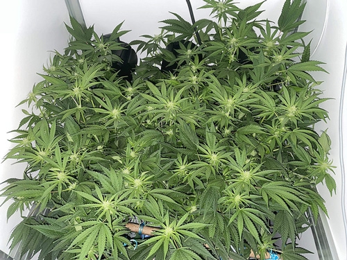 growing wedding cake weed