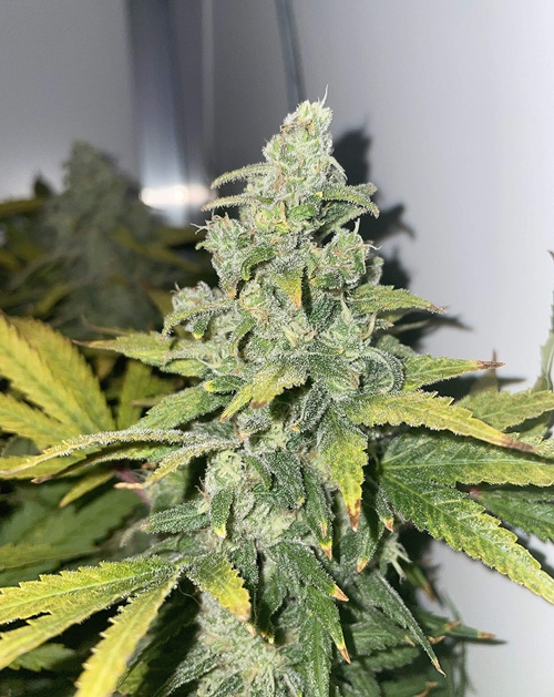 growing wedding cake weed