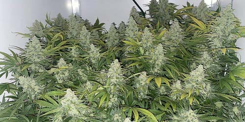 growing wedding cake weed