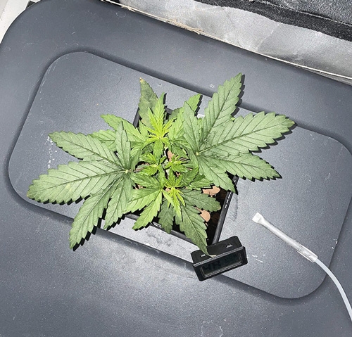 growing wedding cake weed