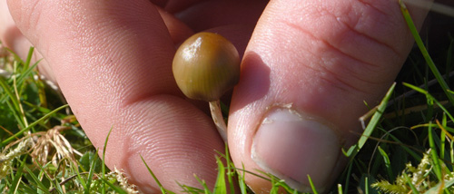 Liberty cap