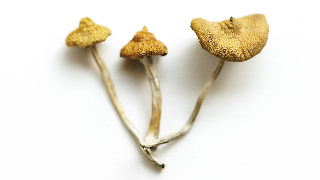 3 dried<em>Psilocybe azurescens</em>