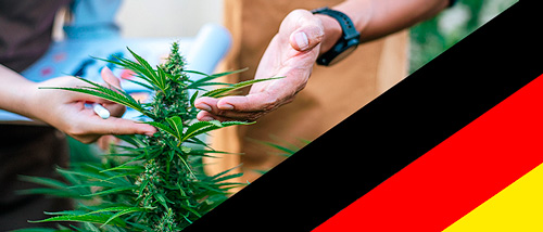 Cannabis plant and German flag