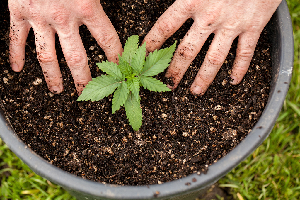 Two hands on the soil of a cannabis plant in a pot.