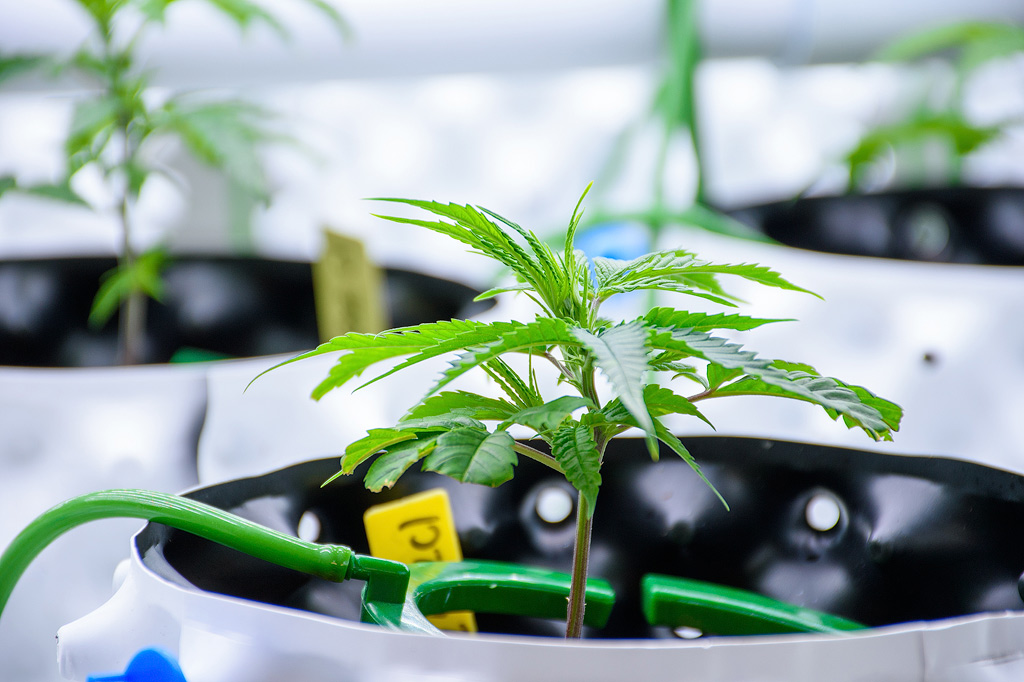 An irrigation system with a cannabis plant in an aeroponics setup.