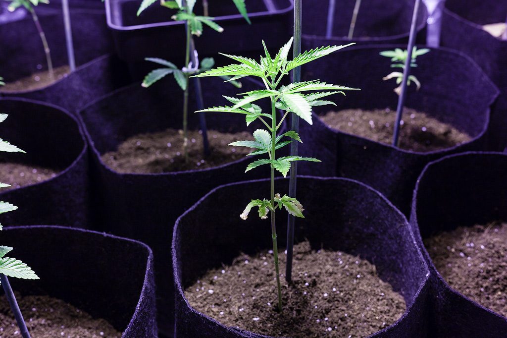 Cannabis plants in fabric pots in a Sea of Green cultivation setup.