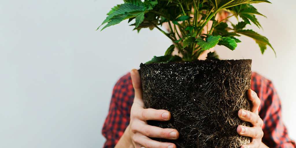 Someone holds a cannabis plant in front of their face without a pot.