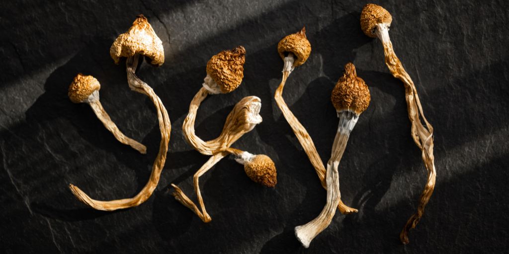 Everything You Need to Know About Growing Magic Mushrooms