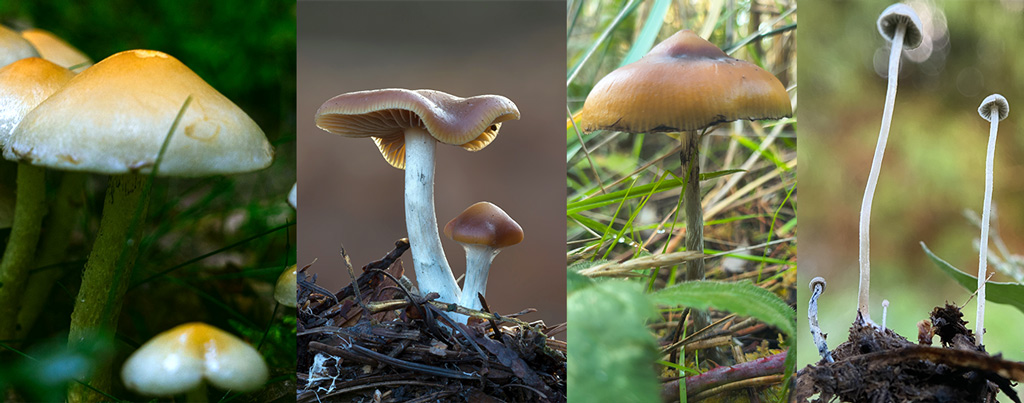 From left to right: Psilocybe cubensis, Psilocybe cyanescens, Psilocybe azurescens (note the pointy cap) and the slender white Panaeolus cyanescens.