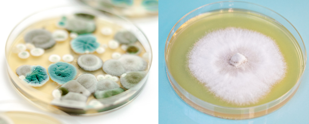 Compare 2 Petri dishes. Left a contaminated Petri dish with different mold colors. Right a Petri dish with a successful fungal culture.