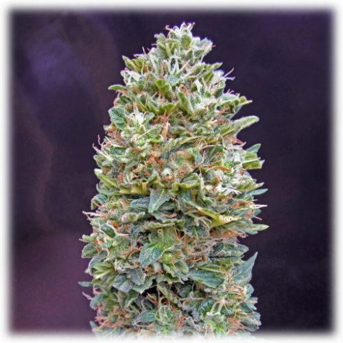 Auto Bubble Gum Feminized Plant Private Label Dutch Headshop