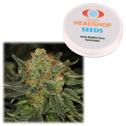 Auto Bubble Gum Feminized Seeds Private Label Dutch Headshop