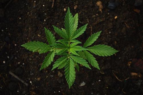 grow cannabis