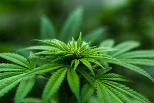Cannabis Plant Dutch Headshop