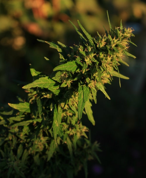 Cannabis Plant Outside Dutch Headshop