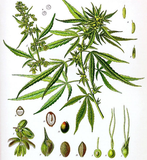 Cannabis Sativa L. Dutch Headshop