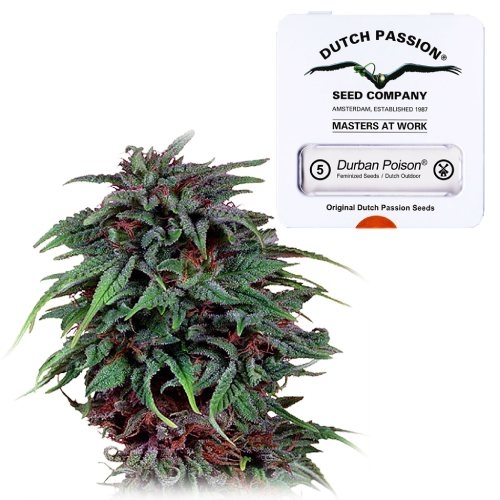 Durban Poison Feminized Dutch Passion Dutch Headshop