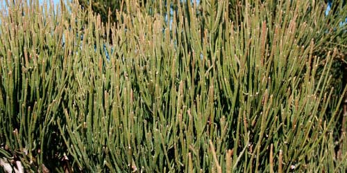 More information on Ephedra sinica